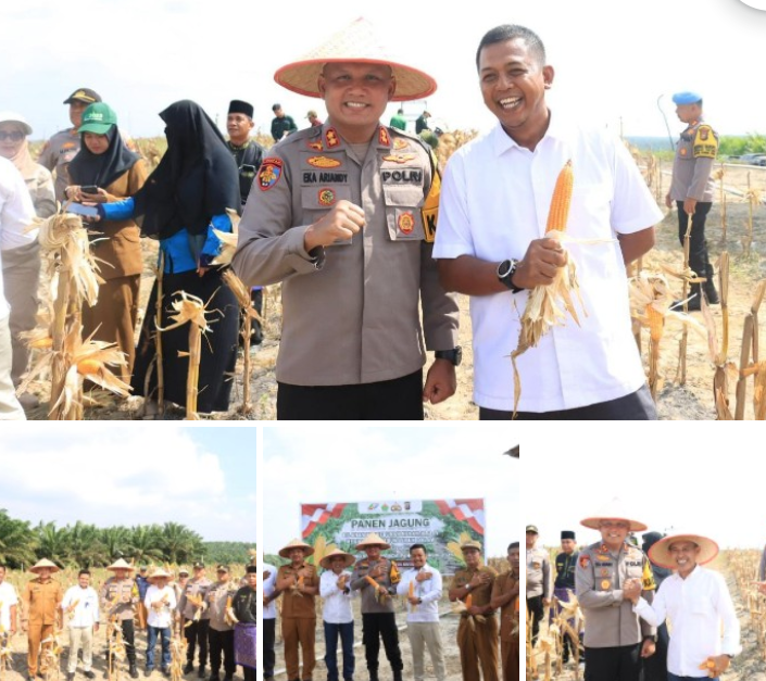 Kapolres Siak Hadiri Panen Jagung di Lahan PTPN IV Regional III Lubuk Dalam Dukung Swasembada Pangan