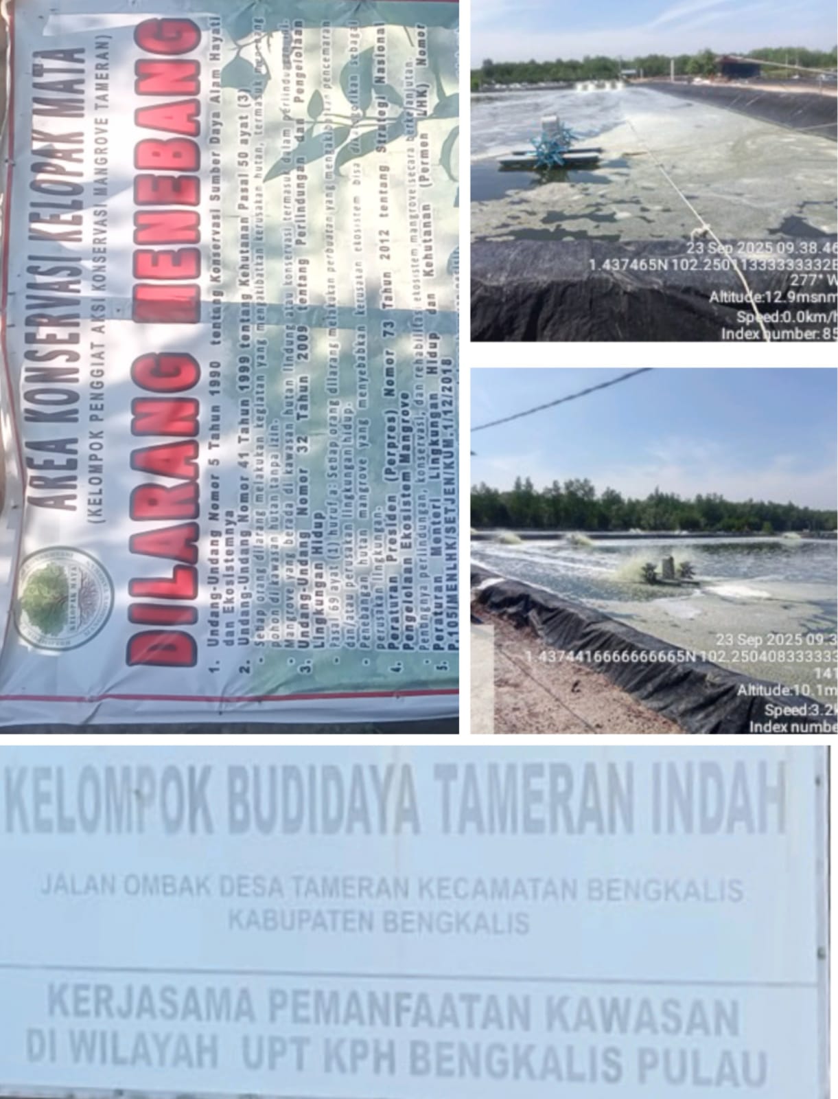 Tambak Udang Vaname Desa Tameran Diduga Dalam Kawasan Hutan Manggrove Areal Konservasi