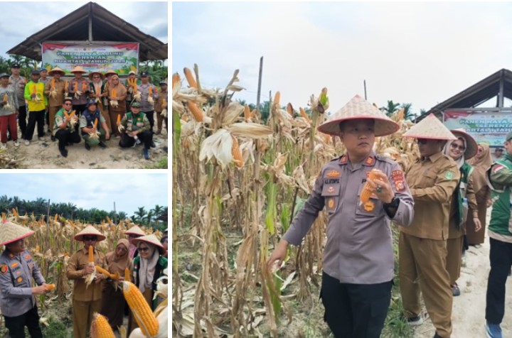 Polsek Kerinci Kanan Panen Raya Jagung, Dukung Swasembada Pangan di Kabupaten Siak