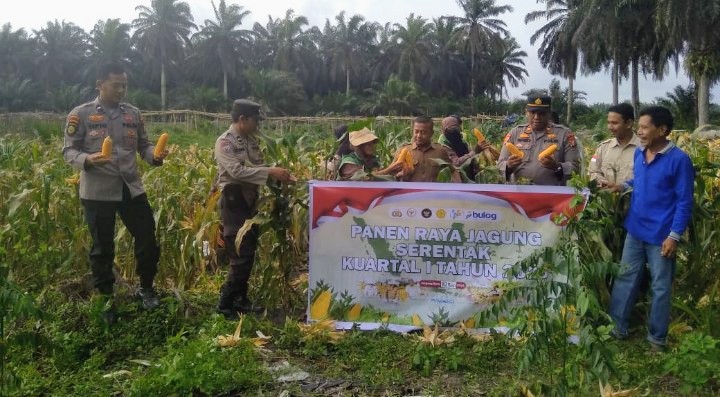Panen Raya Jagung Kuartal I 2026 Digelar di Kampung Empang Baru