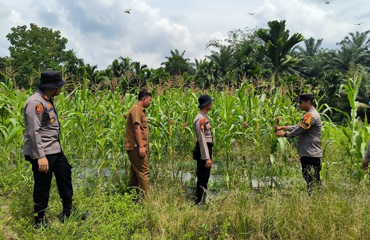Polsek Kerinci Kanan Tinjau Kebun Jagung, Dukung Program Swasembada Pangan