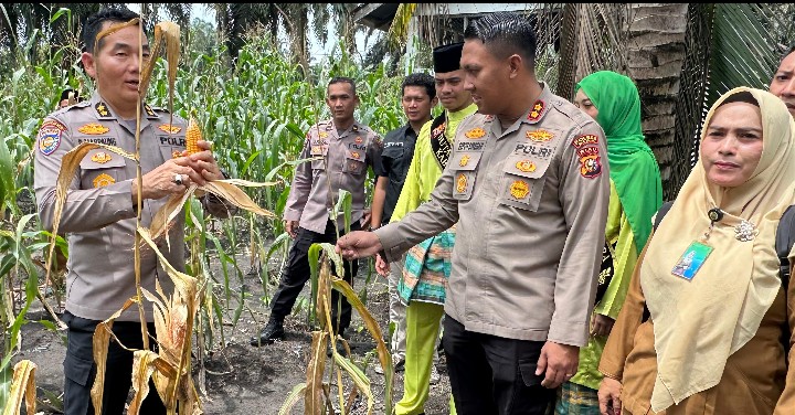 Dukung Swasembada Pangan, Wadirbinmas Polda Riau Panen Raya Jagung di Empang Pandan Siak