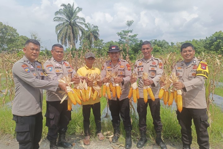 Polsek Koto Gasib Panen Raya Jagung Kuartal I, Dukung Program Ketahanan Pangan Nasional