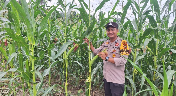 Bhabinkamtibmas dan PPL Kampung Buatan Baru Monitoring Perawatan Jagung Pipil Dukung Swasembada Pangan 2026