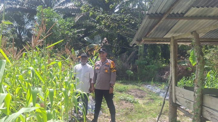 Bhabinkamtibmas Buatan Baru Monitoring Lahan Jagung Ketahanan Pangan, Dukung Swasembada Pangan 2026