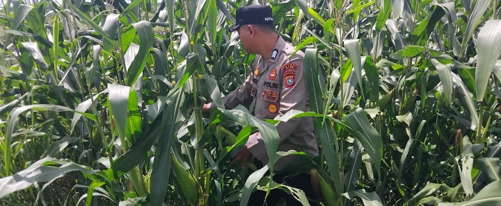Pantau Kualitas Hasil Tani, Bhabinkamtibmas Muara Kelantan Cek Bulir Jagung di Lahan PT SIR II