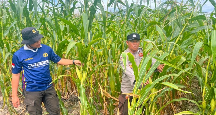 Kapolsek Kerinci Kanan Kontrol Perkembangan Lahan Jagung Ketahanan Pangan 