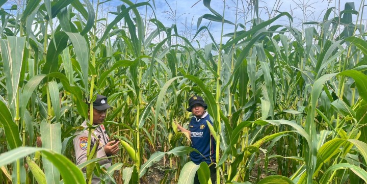 Polsek Kerinci Kanan Dukung Ketahanan Pangan Nasional Lewat Budidaya Jagung Pipil di Lahan Produktif