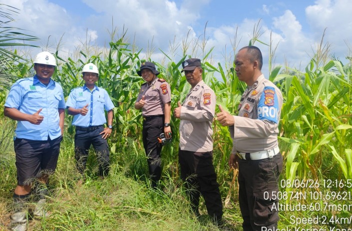 Dukung Ketahanan Pangan, Bhabinkamtibmas Polsek Kerinci Kanan Monitoring Pertumbuhan Jagung Pipil