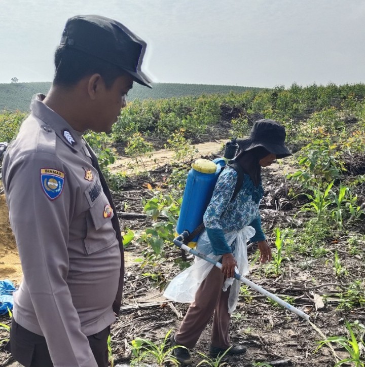 Dukung Ketahanan Pangan Nasional, Bhabinkamtibmas Polsek Sungai Mandau Monitor Perawatan Jagung Pipil