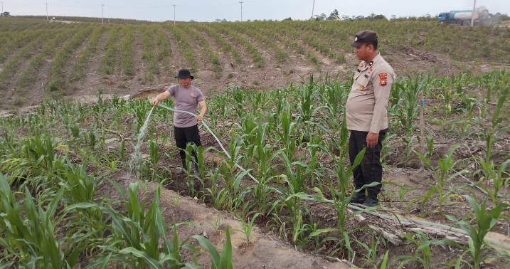 Dukung Ketahanan Pangan, Kapolsek Sungai Mandau dan Bhabinkamtibmas Turun Langsung Rawat Tanaman Jagung