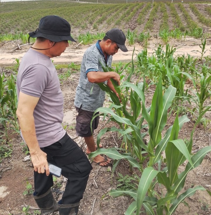 Kapolsek Sungai Mandau Tinjau Pertumbuhan Jagung Pipil di Lahan PT RAPP, Perkuat Ketahanan Pangan Nasional