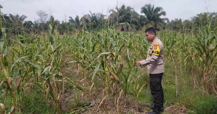 Tak Hanya Jaga Kamtibmas, Bhabinkamtibmas Koto Gasib Ikut Kawal Produksi Jagung Petani