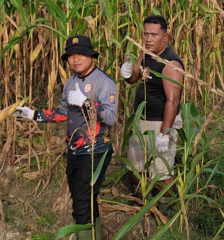 Kapolsek Kerinci Kanan Tinjau Pruning Jagung Pipil, Perkuat Ketahanan Pangan dan Dukung Swasembada Nasional