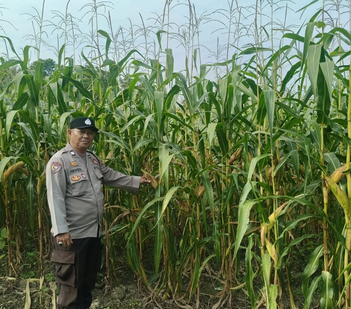Bhabinkamtibmas Simpang Perak Jaya Turun ke Kebun, Pastikan Jagung Pipil Tumbuh Optimal