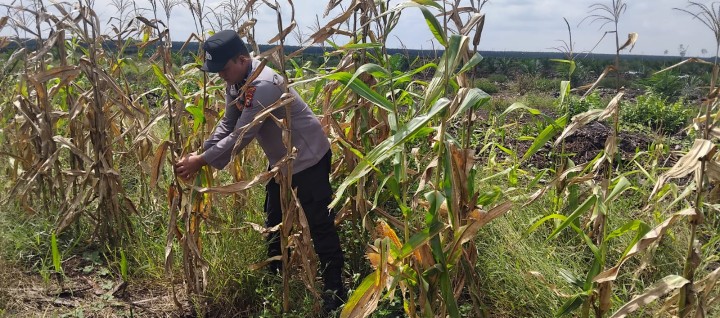 Jelang Panen Jagung Pipil di Lahan HGU PT SIR II, Personel Polsek Sungai Mandau Lakukan Pembersihan Lahan