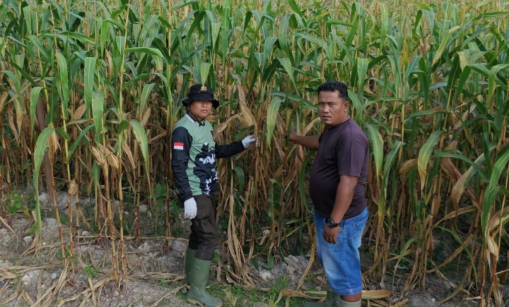 Dukung Swasembada Pangan, Kapolsek Kerinci Kanan Monitoring Lahan Jagung Pipil Bersama Kelompok Tani