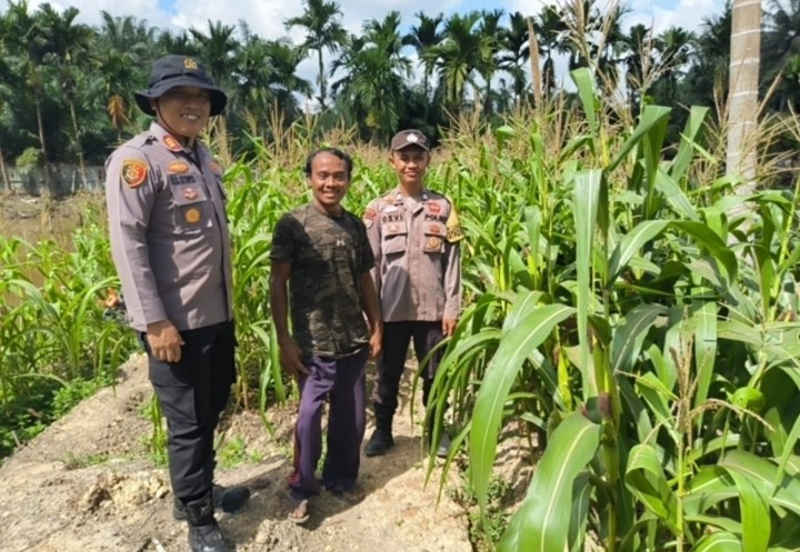 Kapolsek Kerinci Kanan Bersama Kelompok Tani Pantau Perkembangan Jagung Pipil Program Ketahanan Pangan