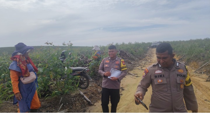 Dukung Ketahanan Pangan, Personel Polsek Sungai Mandau Pantau dan Dampingi Petani Jagung Pipil