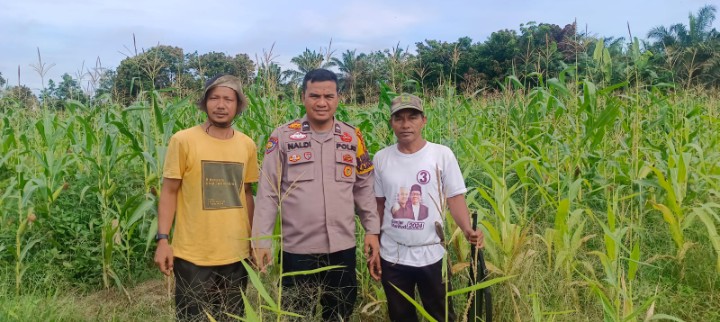 Bhabinkamtibmas Bersama Kelompok Tani Pantau Perkembangan Jagung Pipil Ketahanan Pangan
