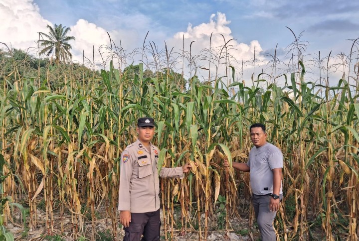 Bhabinkamtibmas Bersama Kelompok Tani Lakukan Pengecekan Jagung Pipil Dukung Ketahanan Pangan Nasional