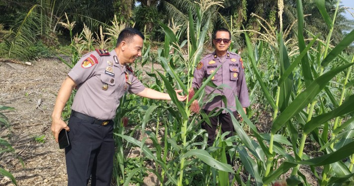 Dukung Ketahanan Pangan, Kabag SDM Polres Siak dan Kapolsek Sungai Mandau Tinjau Lahan Jagung Pipil PT RAPP