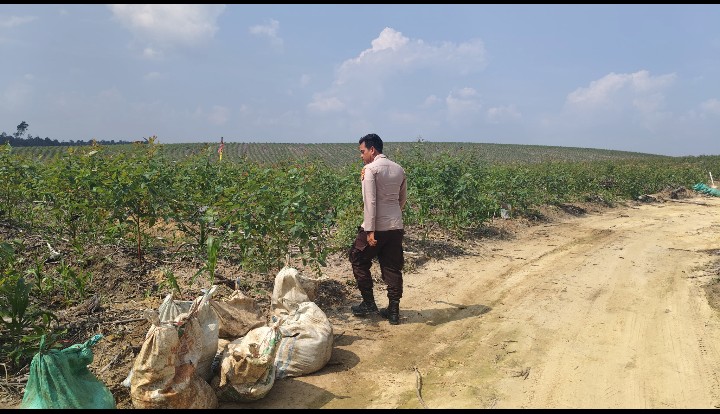 Bhabinkamtibmas Kawal Pemupukan Jagung Pipil di Lahan PT RAPP Estate Mandau, Dukung Ketahanan Pangan