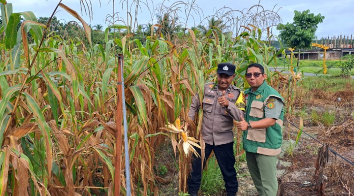 Bhabinkamtibmas Bersama PPL Pantau Jagung Pipil, Dukung Swasembada Pangan dan Program Polisi Cinta Petani