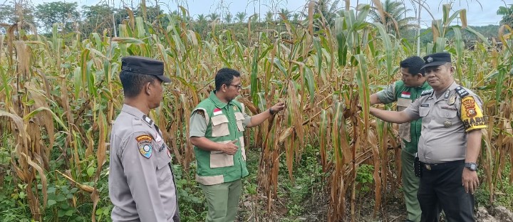 Bhabinkamtibmas Bersama PPL Cek Perkembangan Jagung Pipil, Dukung Swasembada Pangan