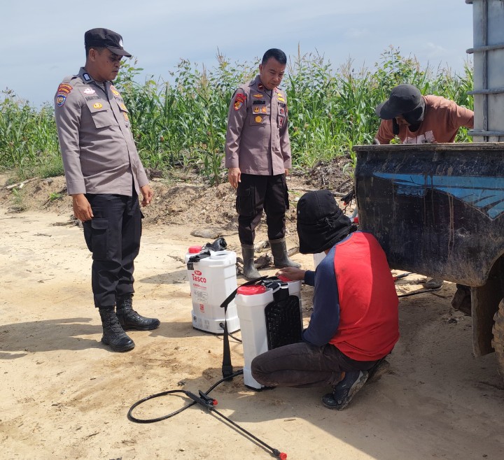 Kapolsek Sungai Mandau Pantau Pengendalian Hama Ulat Grayak di Lahan Jagung PT RAPP Estate Mandau