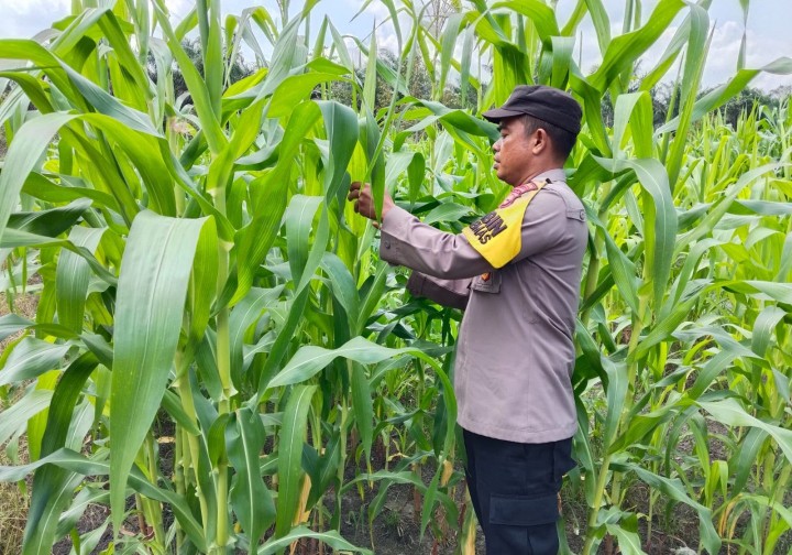 Polsek Koto Gasib Monitoring Tanaman Jagung Pipil, Dukung Program Ketahanan Pangan Nasional