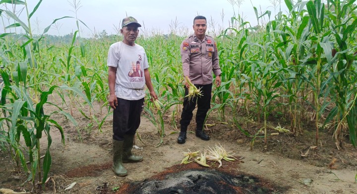 Dukung Ketahanan Pangan Nasional, Bhabinkamtibmas Bersama Kelompok Tani Cek Perkembangan Jagung Pipil