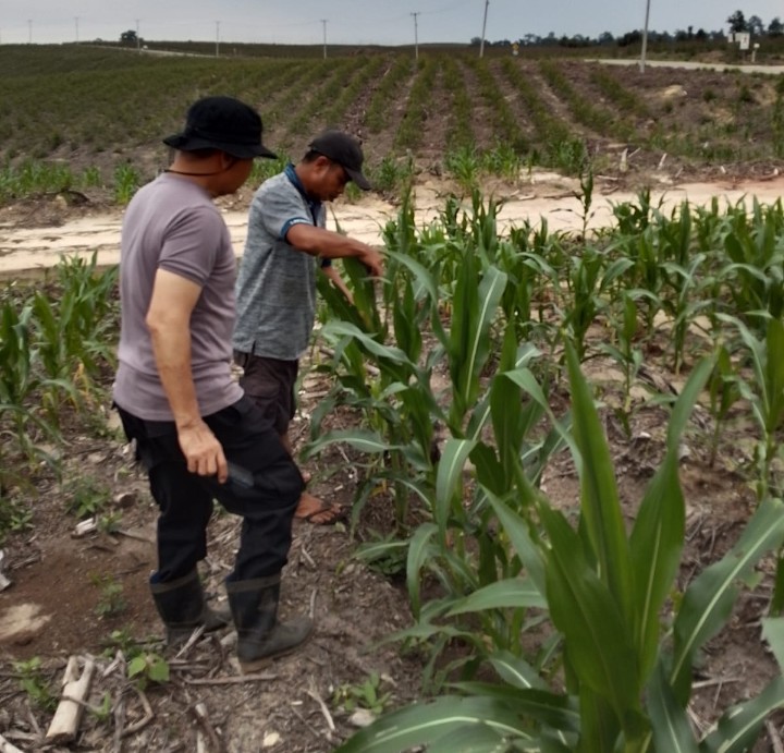 Dukung Ketahanan Pangan, Kapolsek Sungai Mandau Cek Langsung Pertumbuhan Tanaman Jagung 