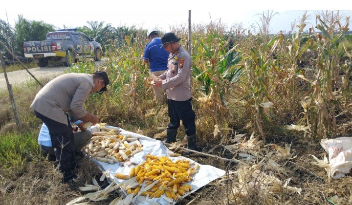 Sinergi Ketahanan Pangan, Polsek Sungai Mandau dan PT SIR II Panen Raya Jagung Pipil di Lahan HGU