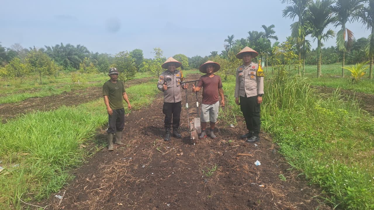 Polsek Koto Gasib Optimalkan Ketahanan Pangan dengan melalukan penanaman Jagung Pipil