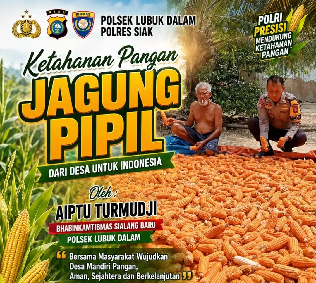 Panen Jagung Pipil Kuartal II Dukung Program Swasembada Pangan Nasional