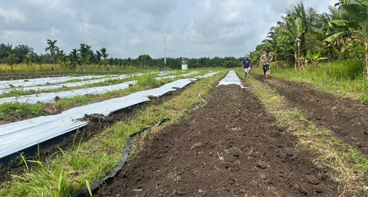 Dukung Ketahanan Pangan Polsek Koto Gasib Menyiapkan  Lahan Jagung di Poktan Mekar Sari 