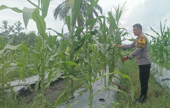 Polsek Koto Gasib perkuat sinergi dengan Petani Jagung