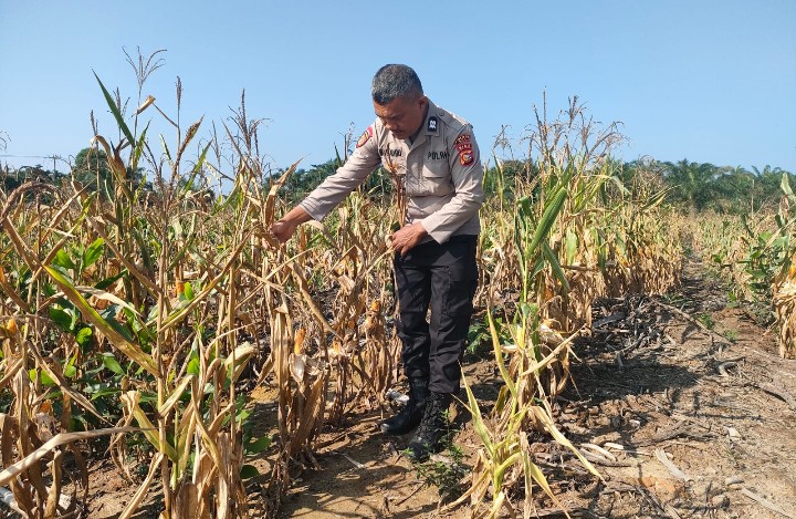 Personel Polsek Sungai Mandau Cek Kesiapan Lahan Jagung Pipil di PT. RAPP Estate Mandau