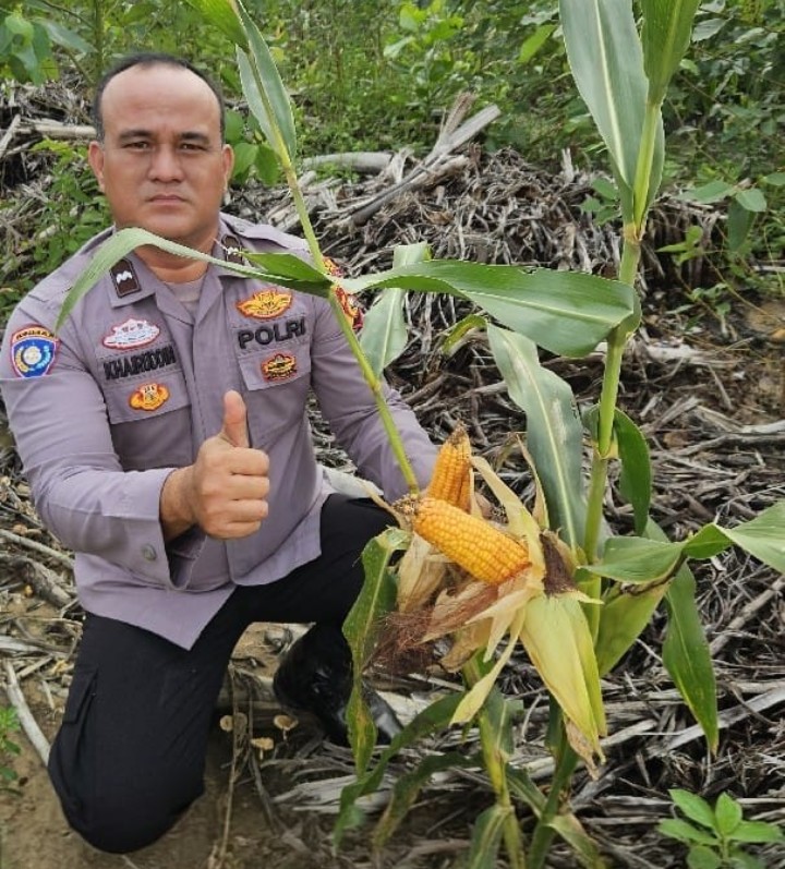 Personil Polsek Sungai Mandau Edukasi Cara Panen Jagung Pipil yang Benar