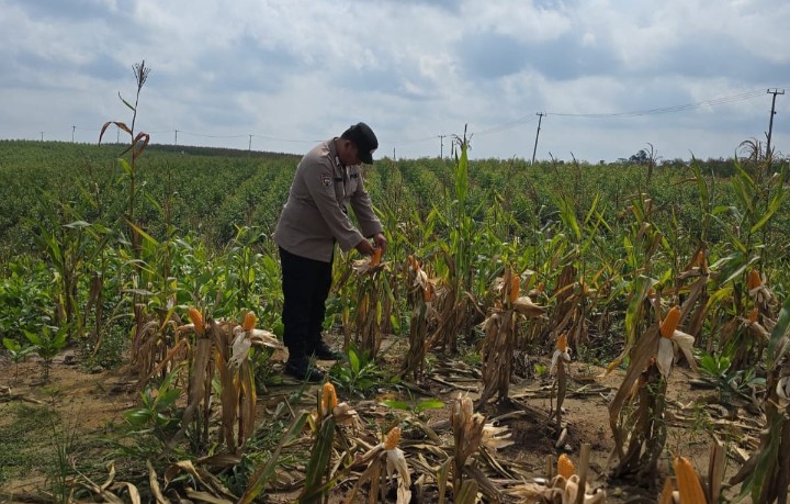 Personil Polsek Sungai Mandau Lakukan Cek Akhir Persiapan Panen Jagung Pipil di Lahan PT. RAPP Estate Mandau