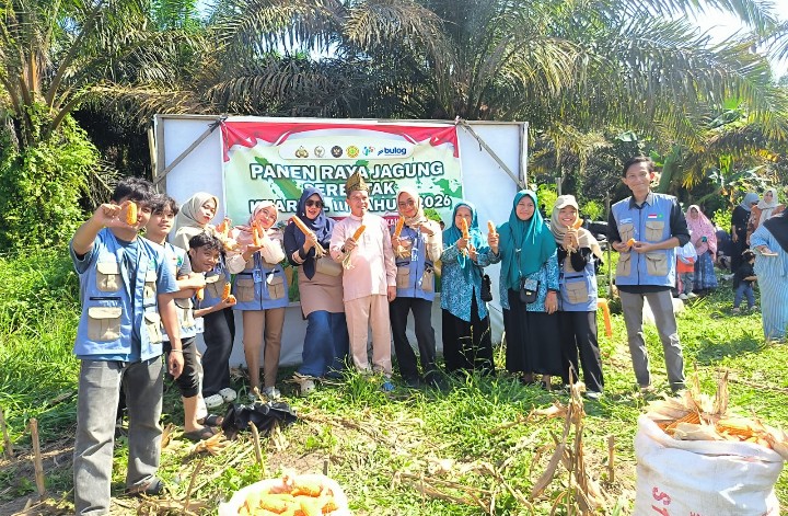 Mahasiswa KKN UIN Suska Riau Antusias Ikuti Panen Jagung Pipil, Dukung ketahanan pangan 