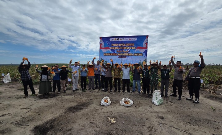 Dukung Swasembada Pangan, Forkopincam Sungai Mandau Bersama PT RAPP Estate Mandau Gelar Panen Raya Jagung 