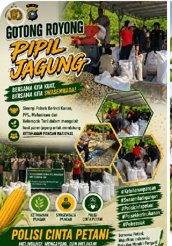 Sinergi Polsek Kerinci Kanan, PPL, Kelompok Tani, dan Mahasiswa Gotong Royong Pipil Jagung 