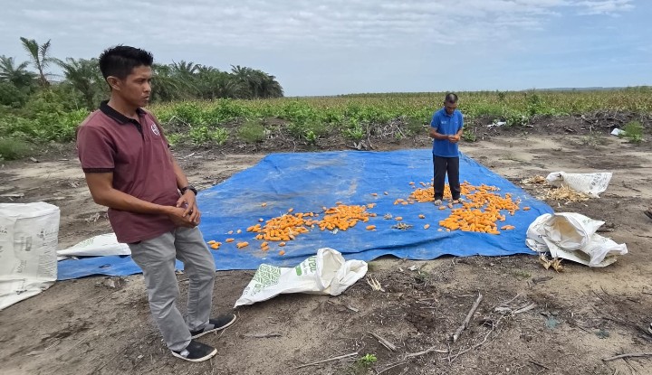 Kelompok Tani Mungkal Subur Bersama Polsek Sungai Mandau Panen Jagung Pipil di Lahan PT RAPP Estate Mandau