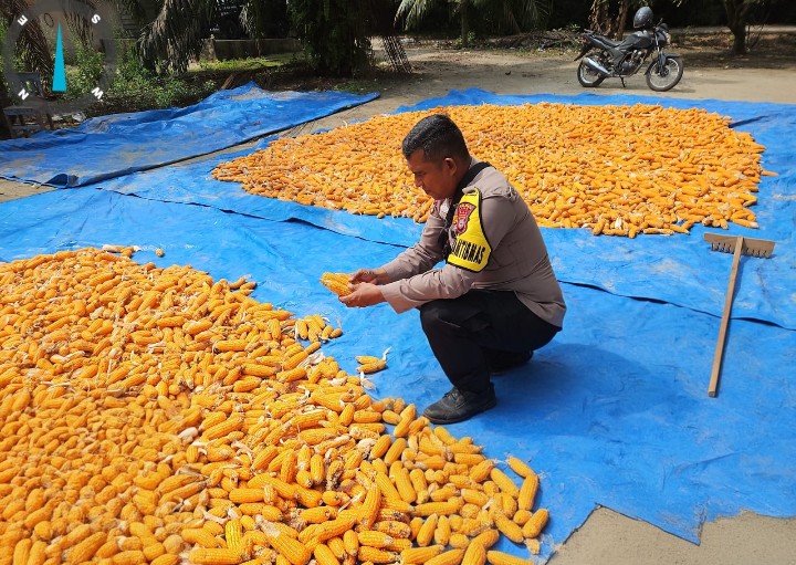Jaga Ketahanan Pangan, Personel Polsek Sungai Mandau Jemur Jagung Pipil di Lahan PT RAPP