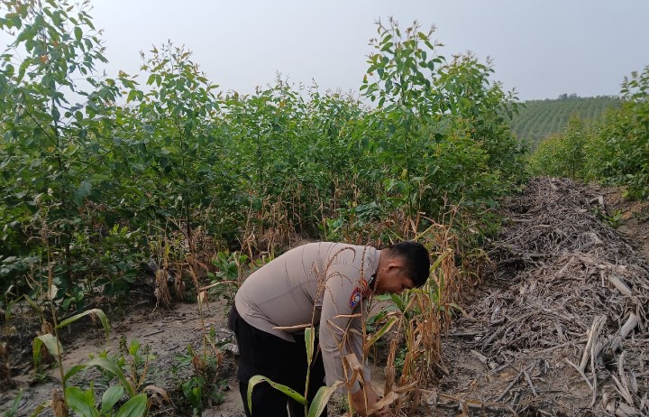 Kanit Binmas Polsek Sungai Mandau Cek Pertumbuhan Jagung Pipil di Lahan PT RAPP Estate Mandau
