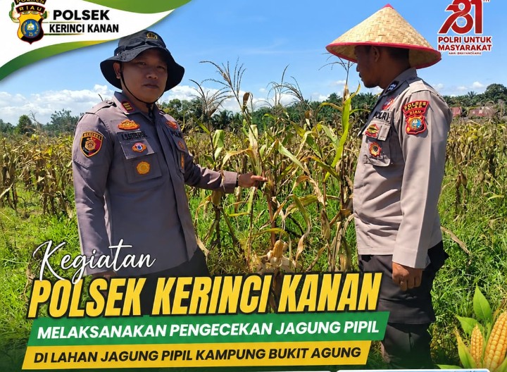 Kapolsek Kerinci Kanan Cek Jagung Pipil di Kampung Bukit Agung, Dukung Ketahanan Pangan