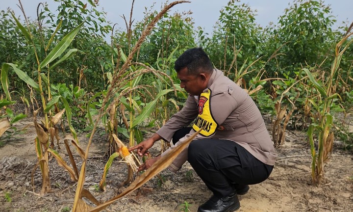 Personel Polsek Sungai Mandau Cek Perkembangan Tanaman Jagung di Lahan Tumpang Sari PT RAPP Estate Mandau