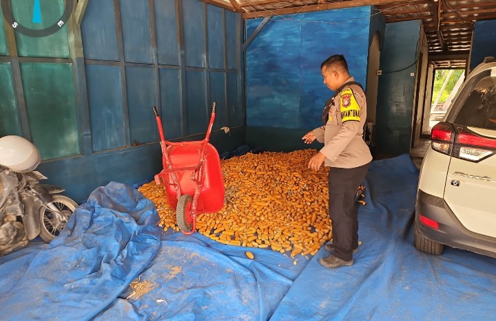 Kawal Hasil Panen Ketahanan Pangan, Personel Polsek Sungai Mandau Cek Pengeringan Jagung 
